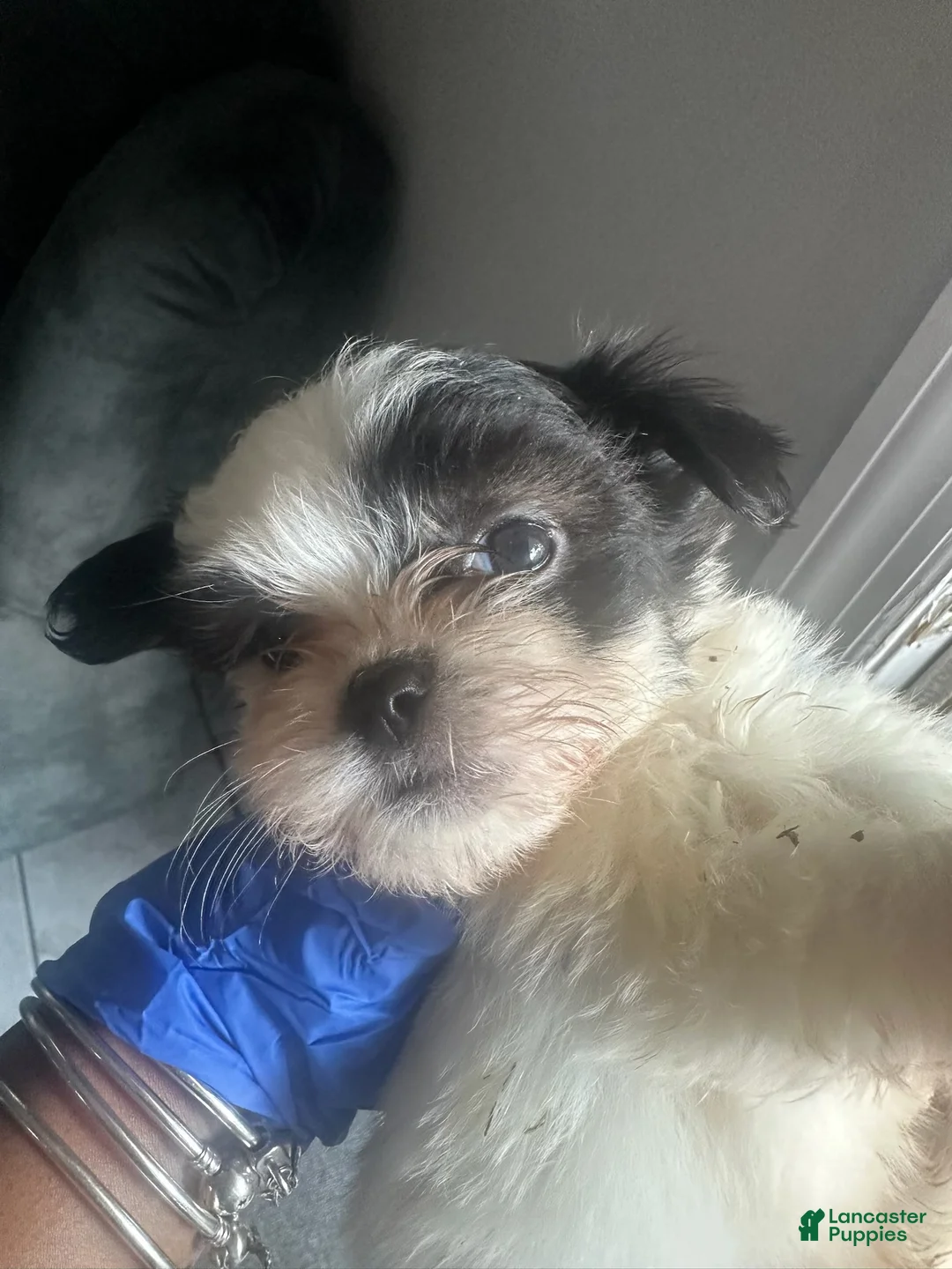 Malshi dogs for sale: Malshi 5 - Ad 1