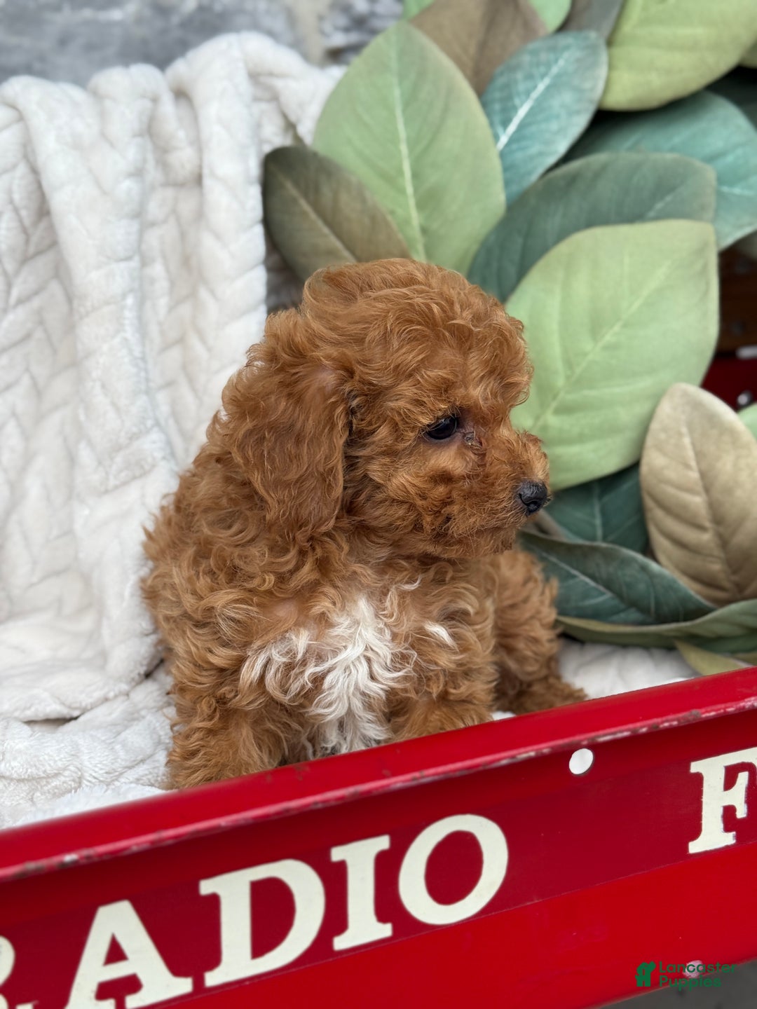 Toy Poodle dogs for sale: Kira - Ad 12