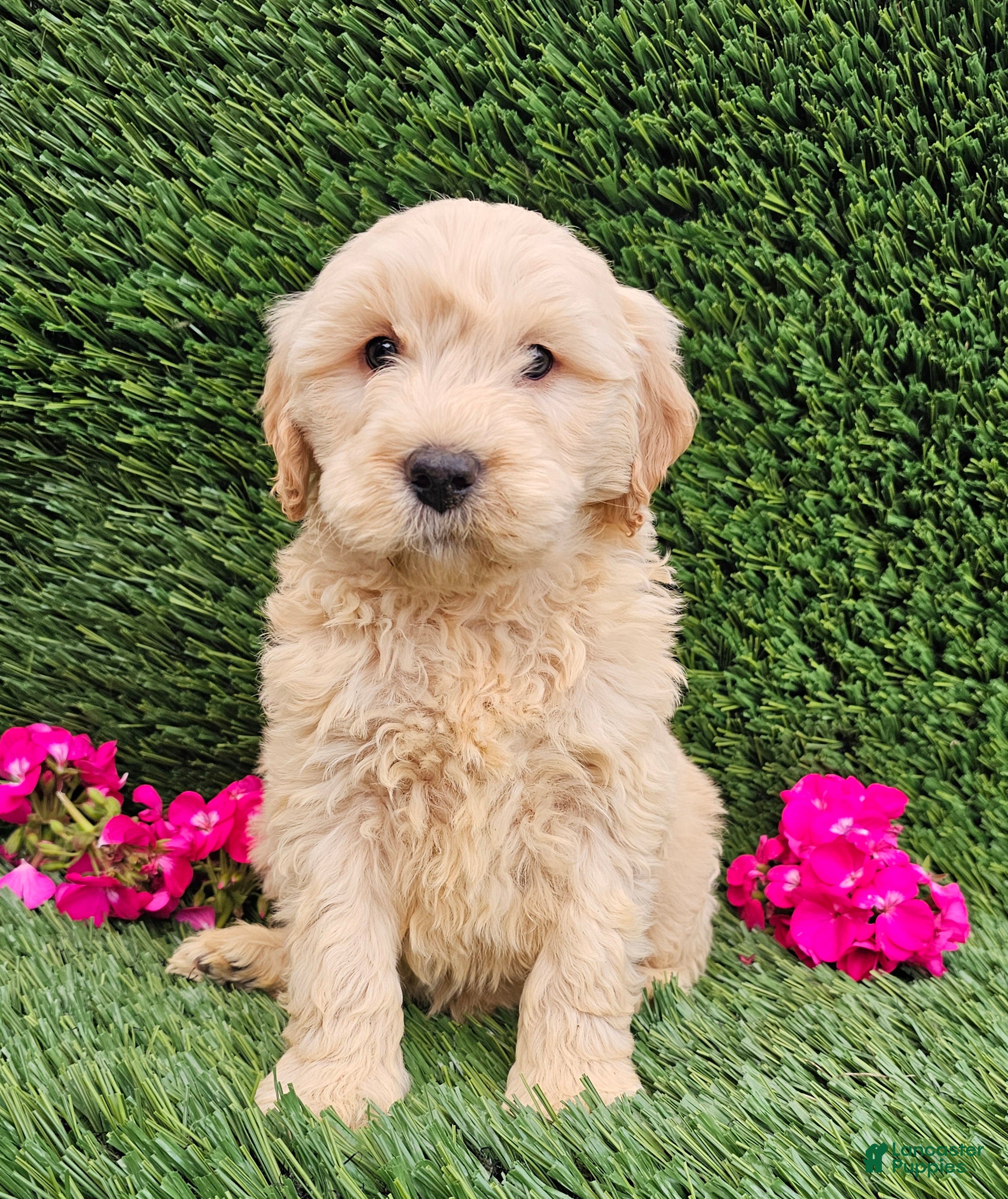 Mini Goldendoodle dogs Axel - Ad 39