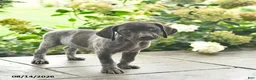 German Shorthaired Pointer dogs for sale: Daisy  - Ad 3