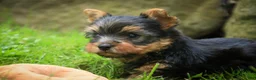Yorkshire Terrier dogs for sale: Damon Yorkshire Terrier  - Ad 2