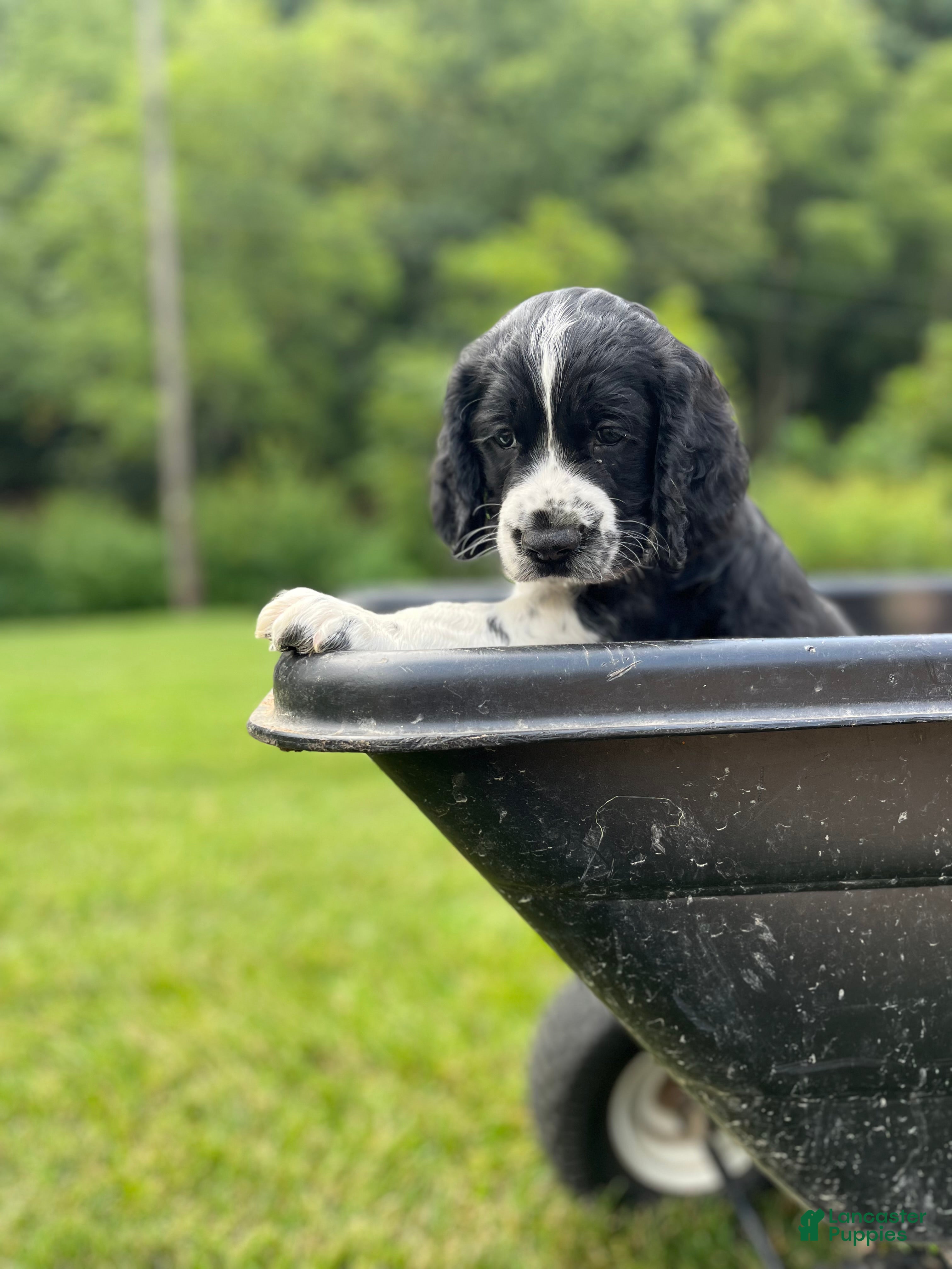 English Springer Spaniel dogs Duke - Ad 2