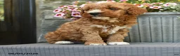 Miniature Poodle dogs for sale: Twix - Ad 3