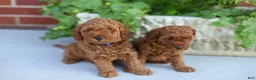 Mini Goldendoodle dogs for sale: Poppy - Ad 7