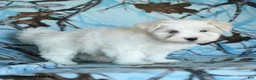 Maltese dogs for sale: Percy - Ad 5