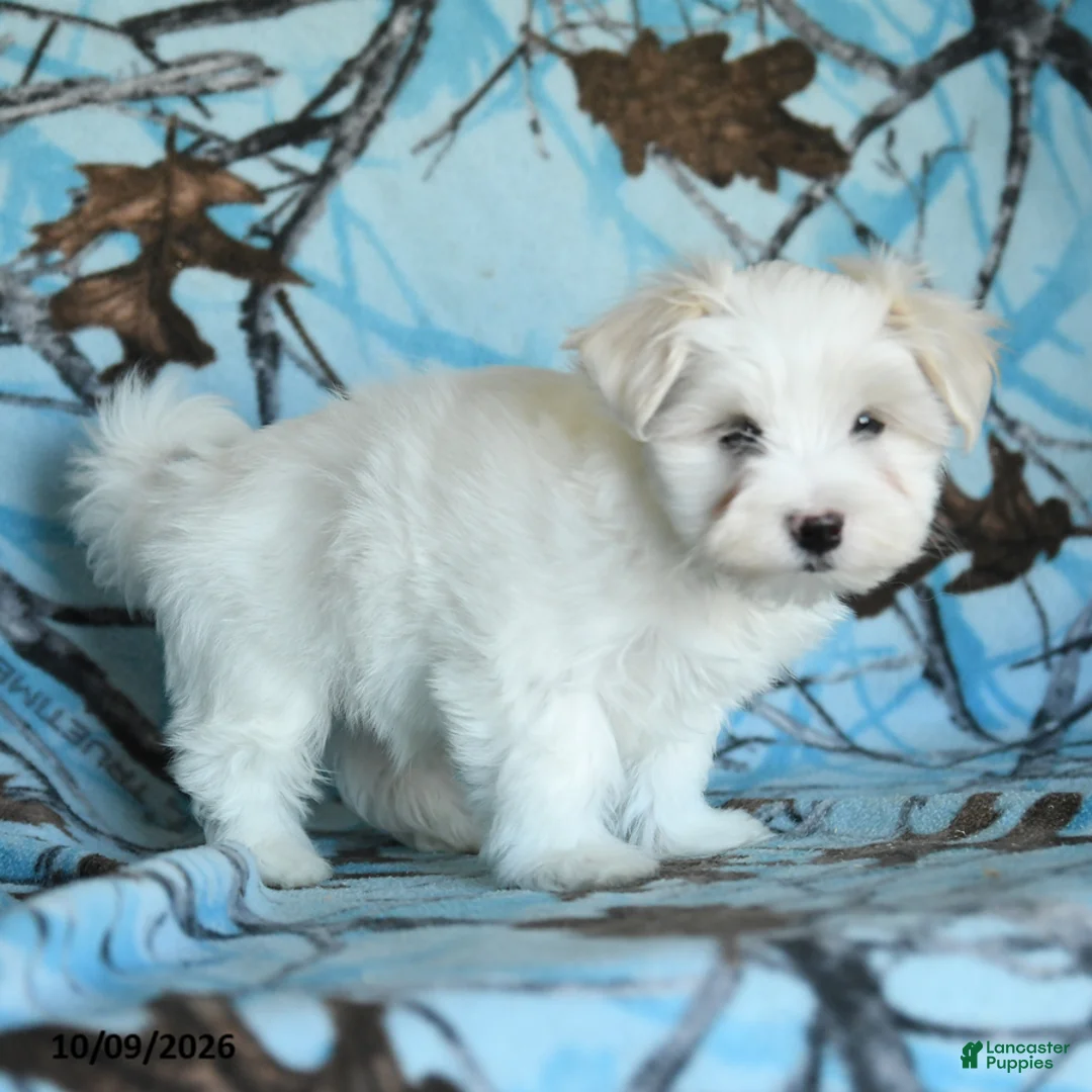 Maltese dogs for sale: Percy - Ad 5