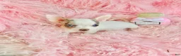 Chihuahua dogs for sale: Teacup Chihuahua with blue eyes - Ad 4