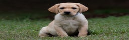Labrador Retriever dogs for sale: Shadow - Ad 6