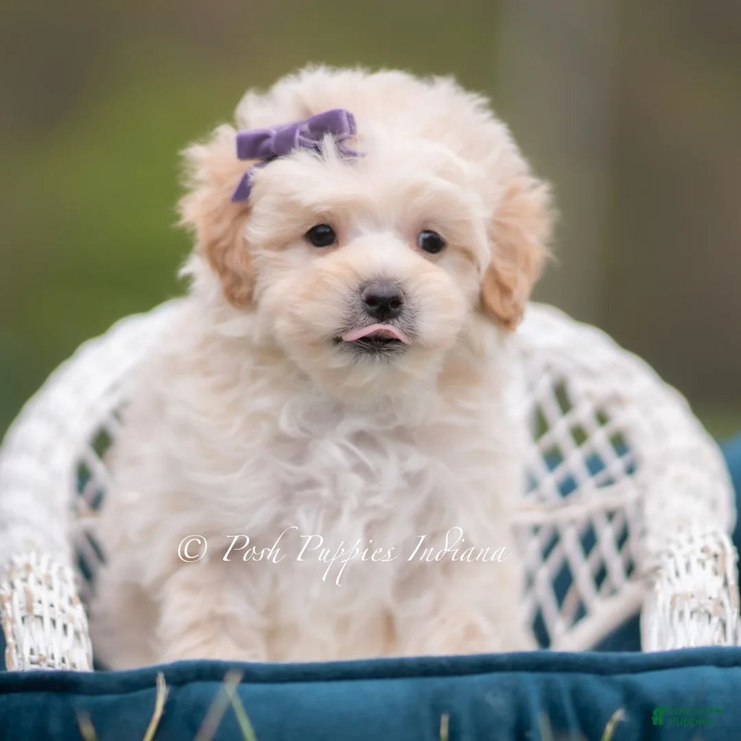 Maltipoo dogs for sale: Sugar - Ad 6