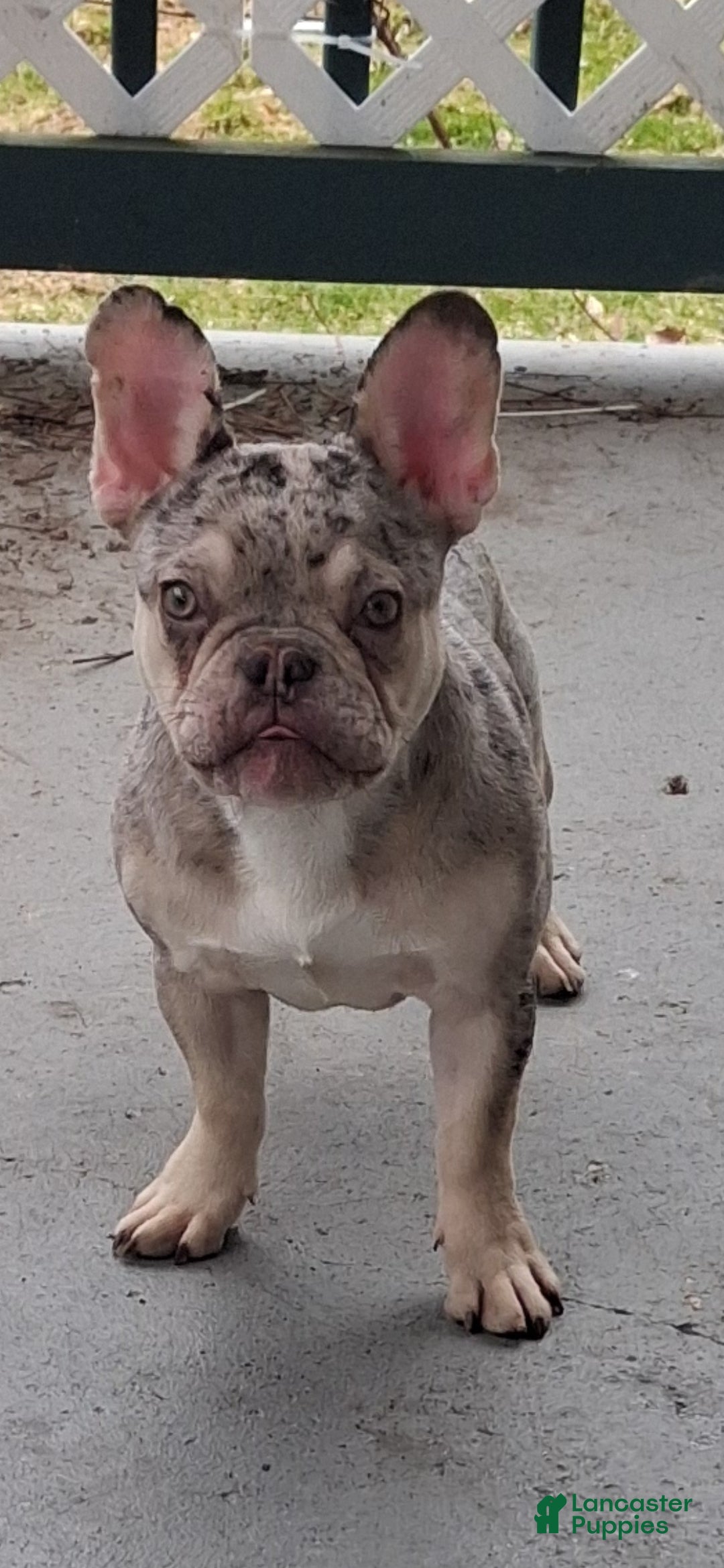 French Bulldog dogs French Bulldog Puppy 2 - Ad 1