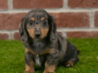 Miniature Dachshund dogs - Ad 36