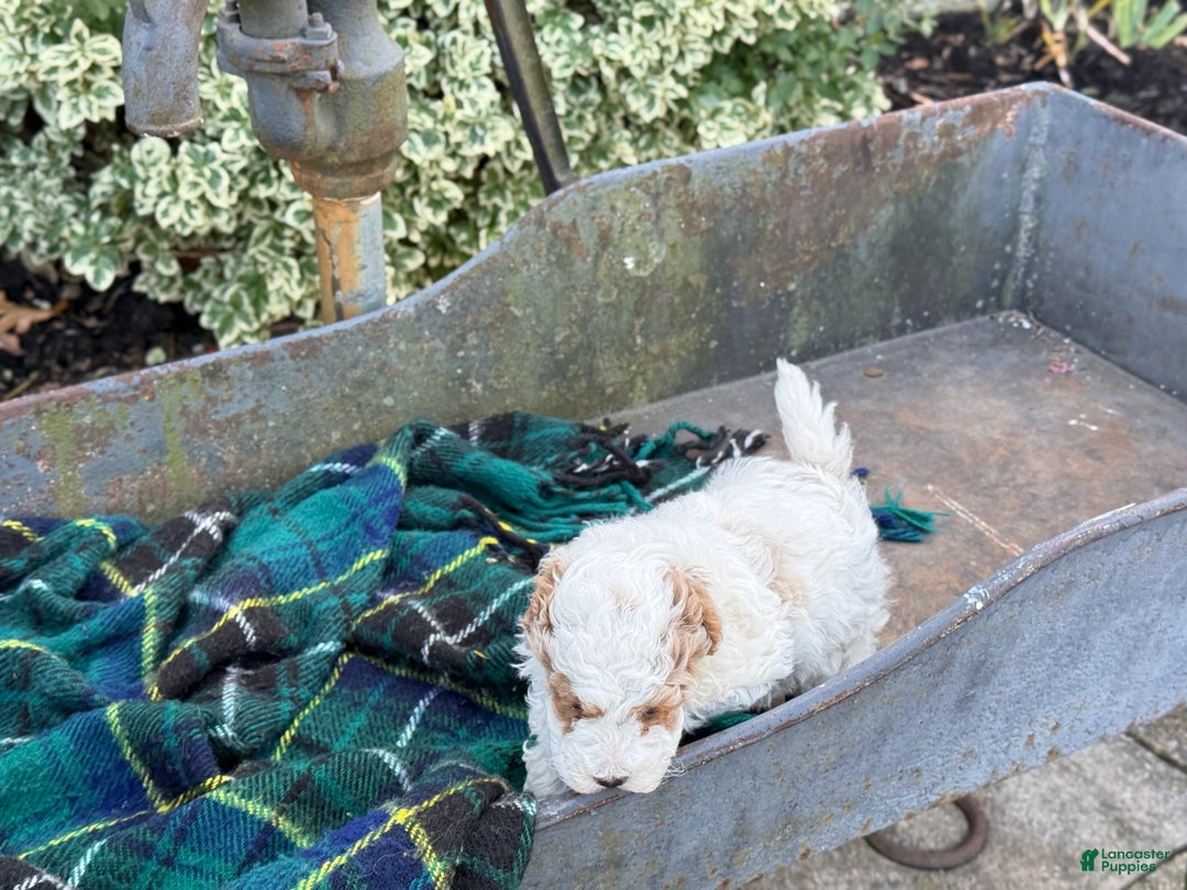 Toy Poodle dogs for sale: Cocoa - Ad 9