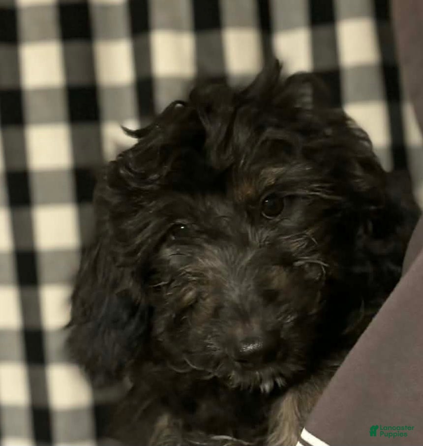 Mini Aussiedoodle dogs Mini Aussiedoodle Puppy 5 - Ad 22