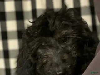 Mini Aussiedoodle dogs Mini Aussiedoodle Puppy 5 - Ad 22