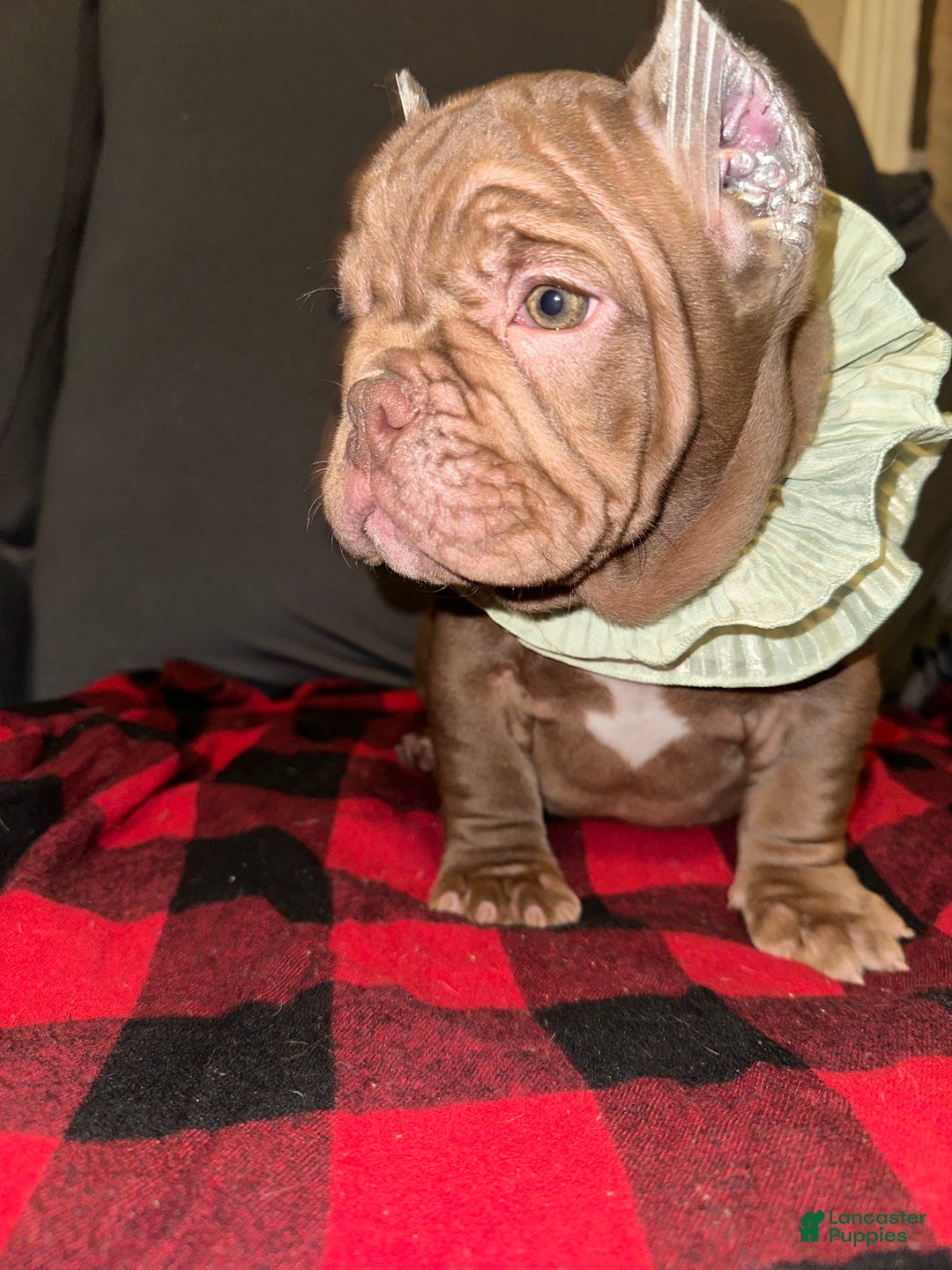 American Bully dogs for sale: Honey - Ad 4