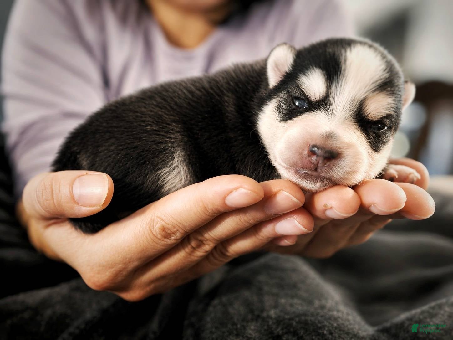 Pomsky dogs Pomsky Puppy Boy - 1 of 5  - Ad 10