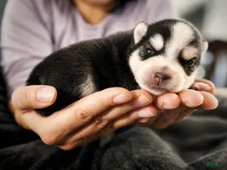 Pomsky dogs Pomsky Puppy Boy - 1 of 5 - Ad 6