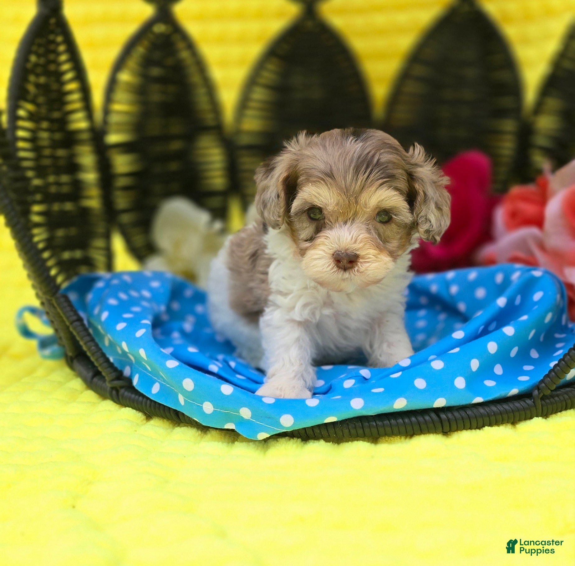 Maltipoo dogs Indigo - Ad 5