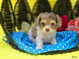 Maltipoo dogs Indigo - Ad 5