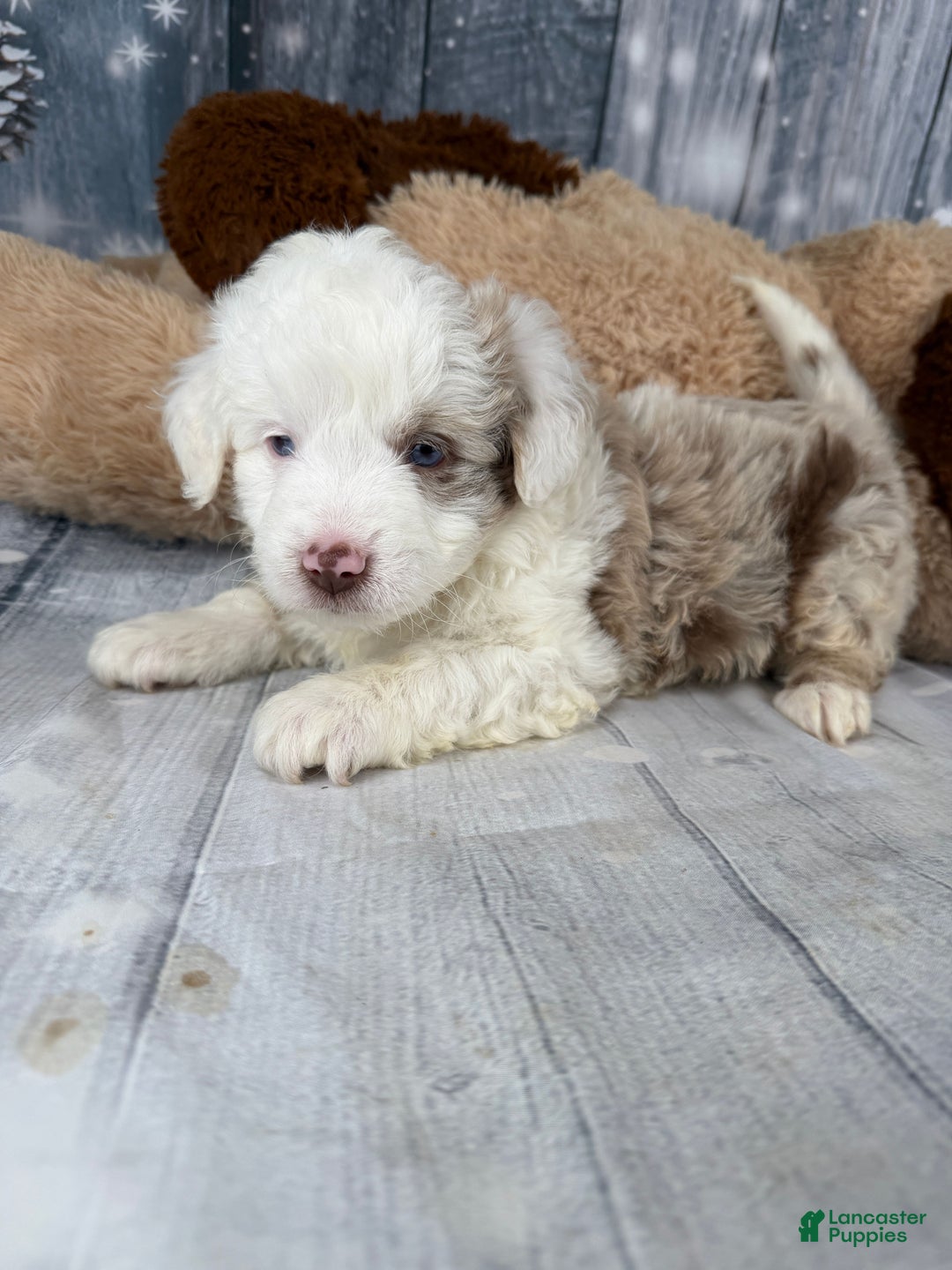 Aussiedoodle dogs for sale: Hayden - Ad 8