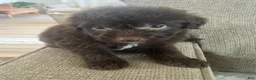 Mixed Breed dogs for sale: Carlton - Ad 7