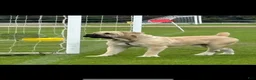Cane Corso dogs for sale: Cane Corso 2 - Ad 3