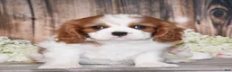 Cavalier King Charles Spaniel dogs for sale: Bronx - Ad 3