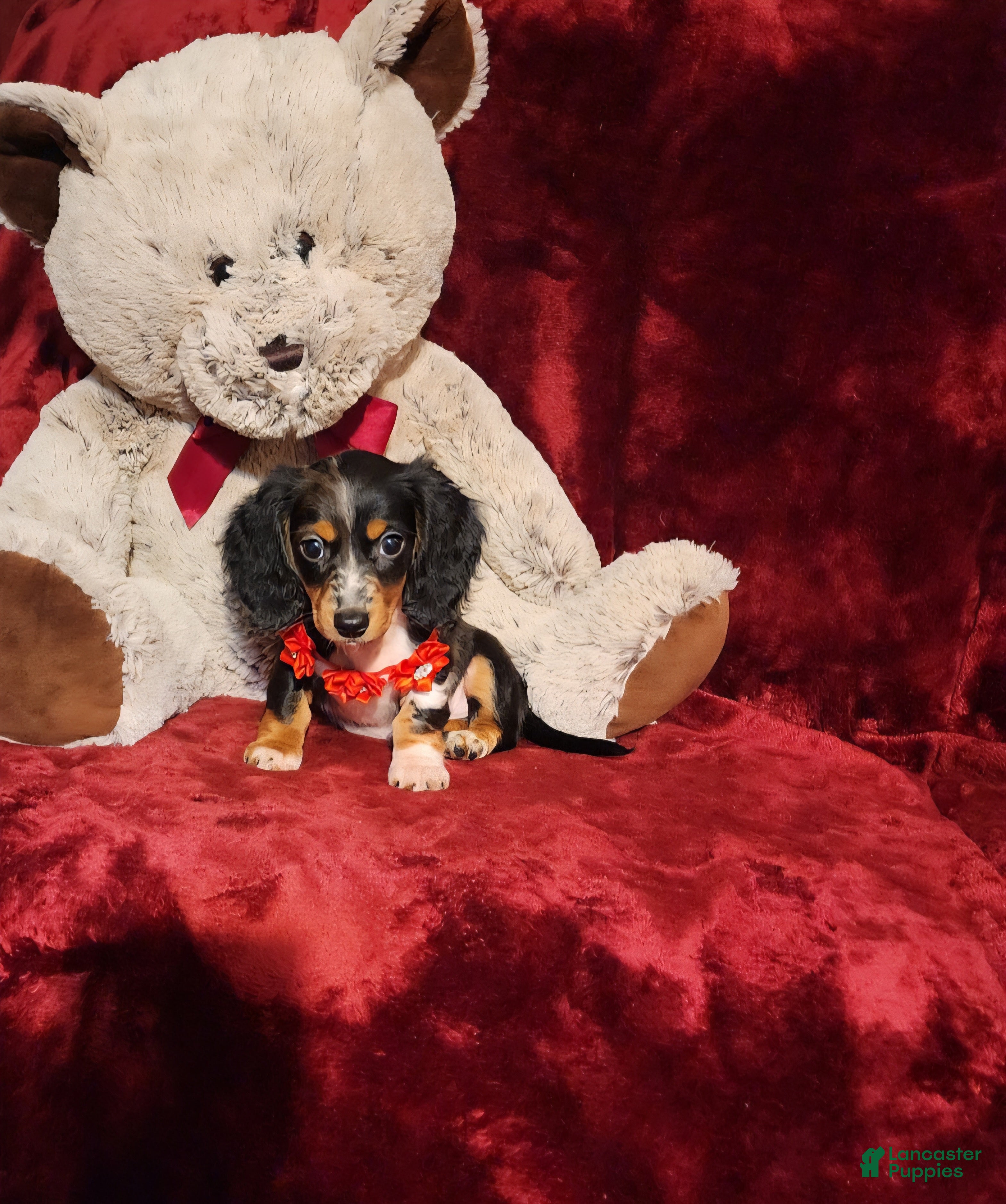 Miniature Dachshund dogs *RIO* - Ad 17