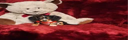 Miniature Dachshund dogs for sale: *RIO* - Ad 1