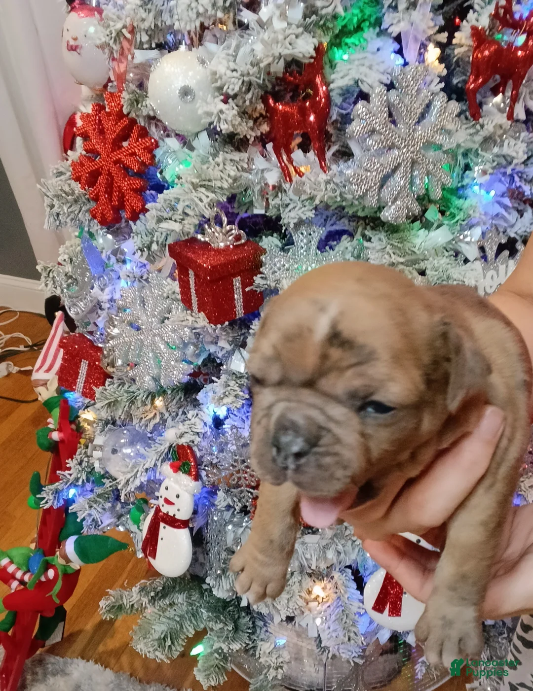 Olde English Bulldogge dogs for sale: Olde English Bulldogge Puppy 5 - Ad 6