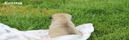 Pug dogs for sale: Emma - Ad 5