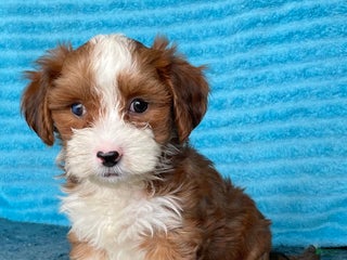 Havanese dogs - Ad 3