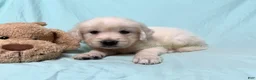 Golden Retriever dogs for sale: Martin - Ad 3