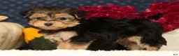 Yochon dogs for sale: Tessa - Ad 6