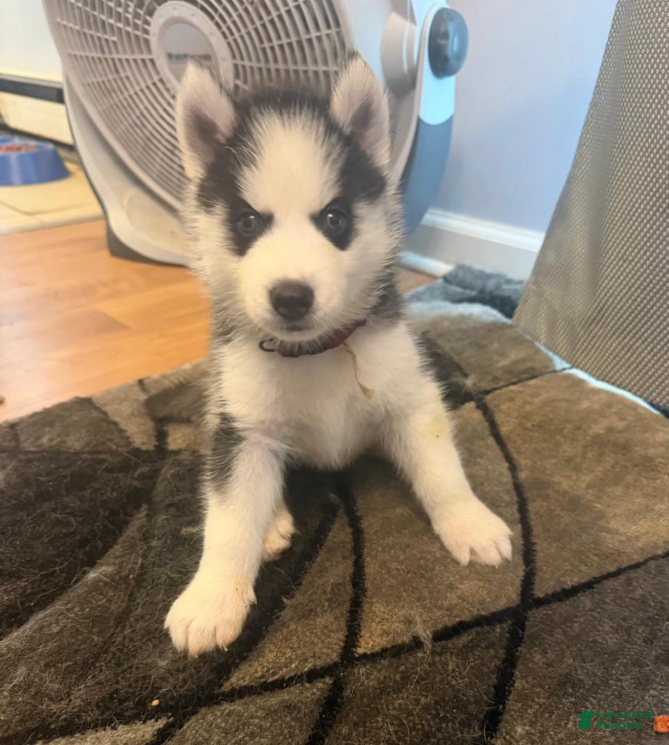 Siberian Husky dogs Casper - Ad 6