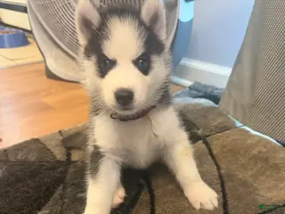 Siberian Husky dogs Casper - Ad 6