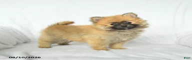 Pal 