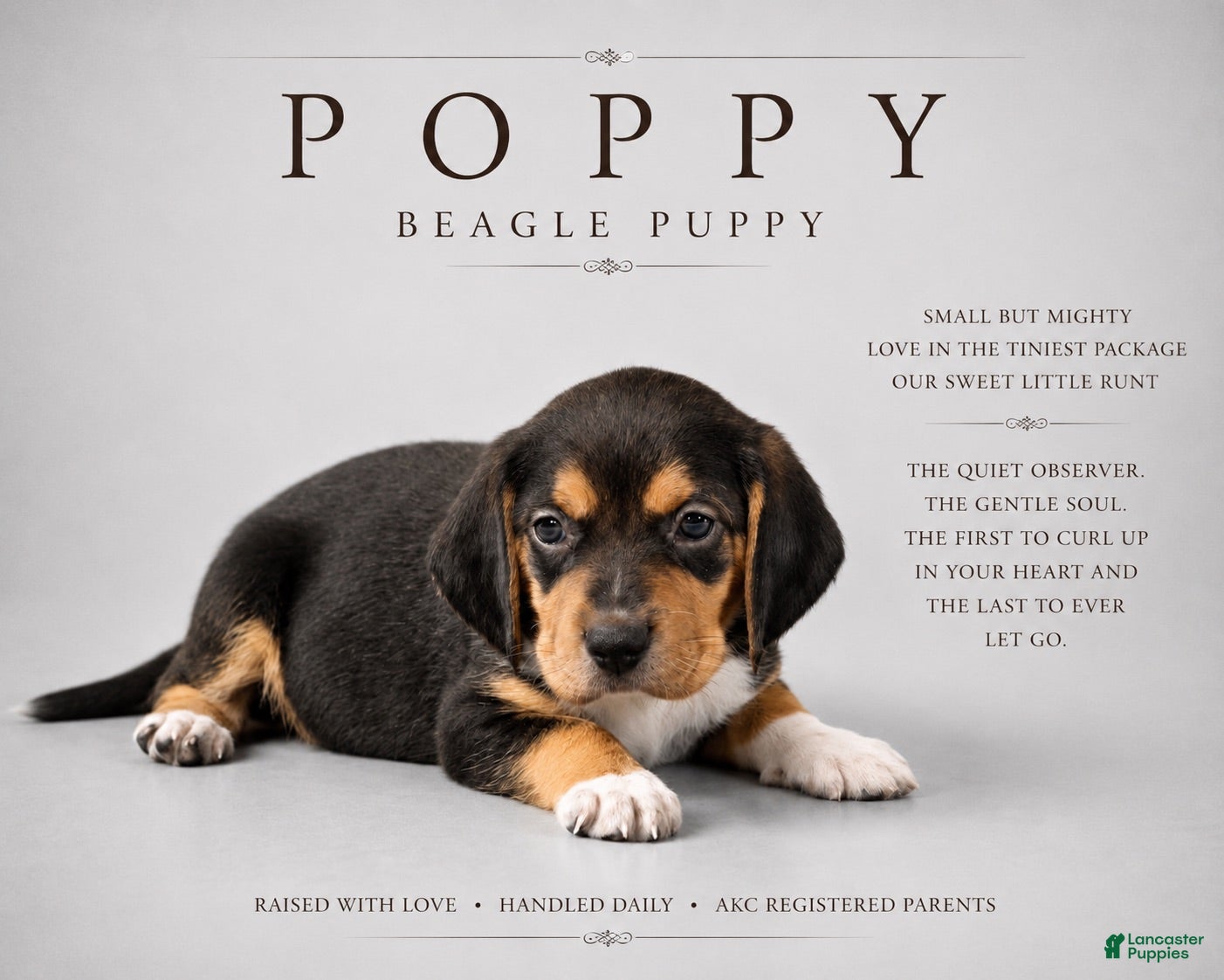 Beagle dogs Beagle 4 - Ad 4