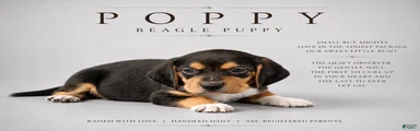 Beagle 4