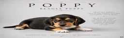 Beagle dogs for sale: Beagle 4 - Ad 1