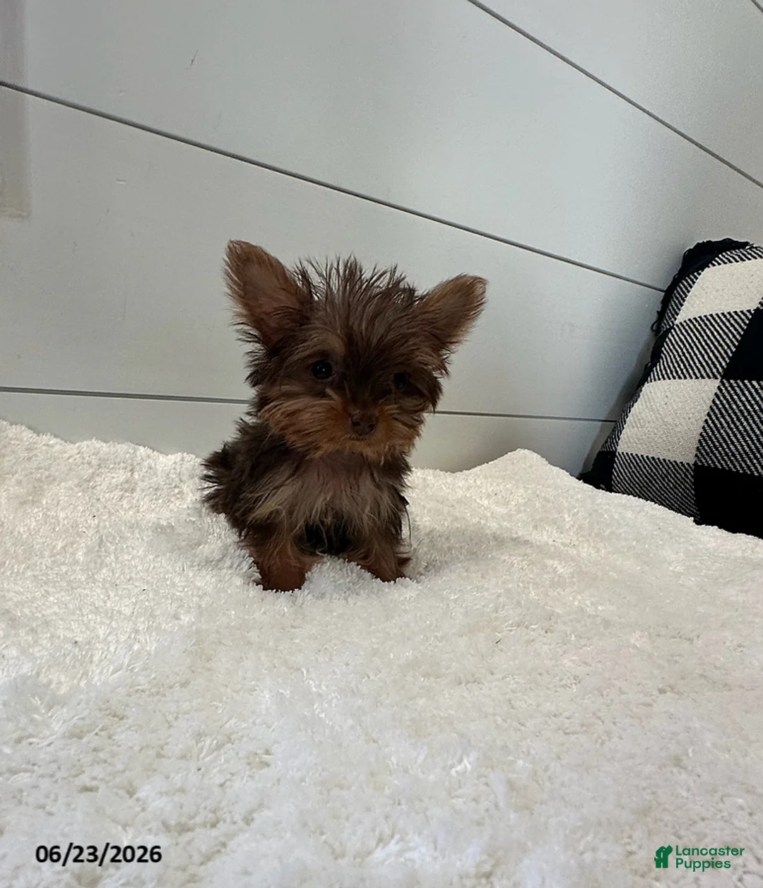 Yorkshire Terrier dogs for sale: Ivy Teacup - Ad 5