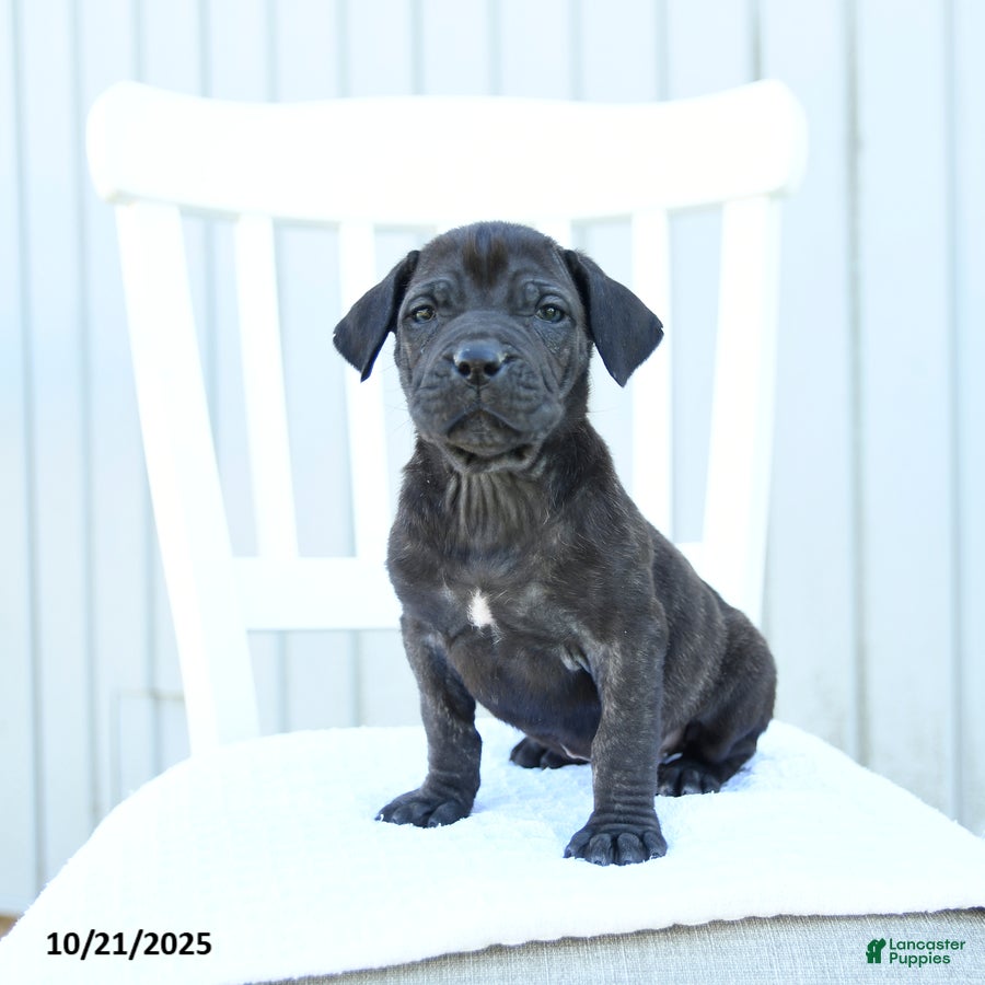 Mixed Breed dogs Alivia - Ad 37