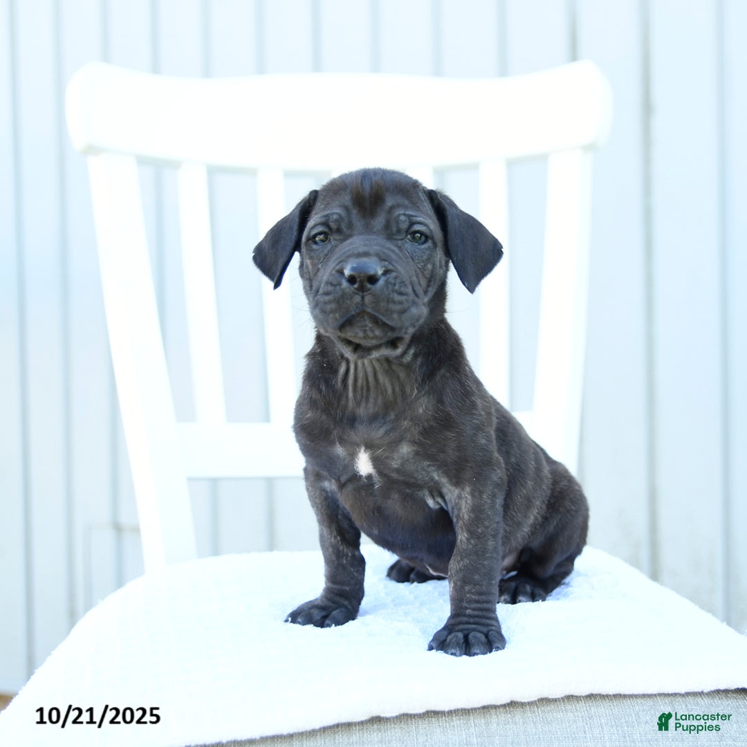 Mixed Breed dogs for sale: Alivia - Ad 1