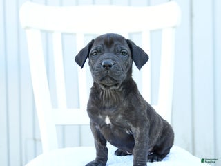 Mixed Breed dogs Alivia - Ad 5