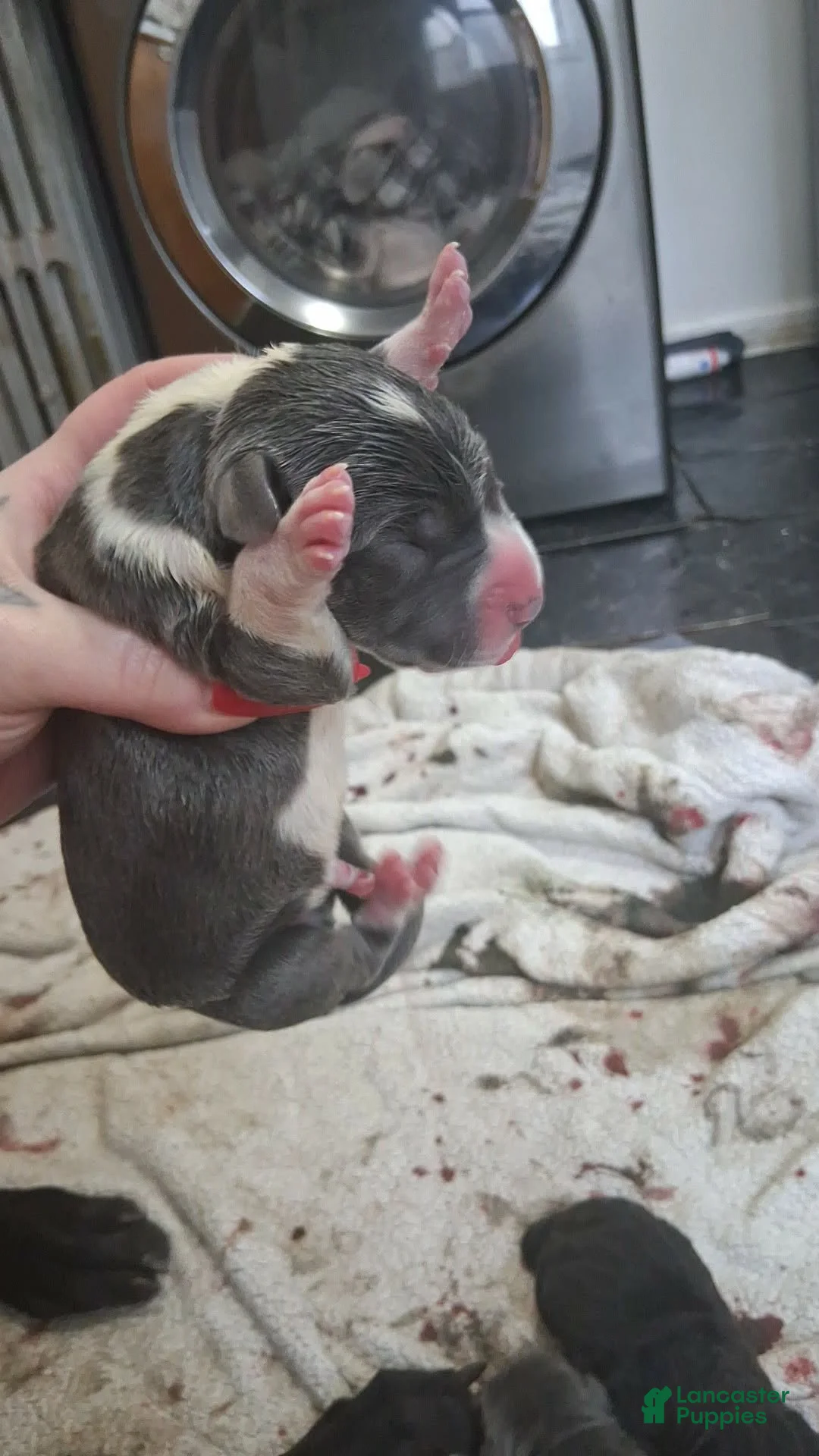 Great Dane dogs for sale: Great Dane Puppy 3 - Ad 1