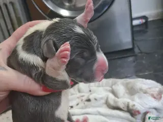 Great Dane dogs Great Dane Puppy 3 - Ad 22