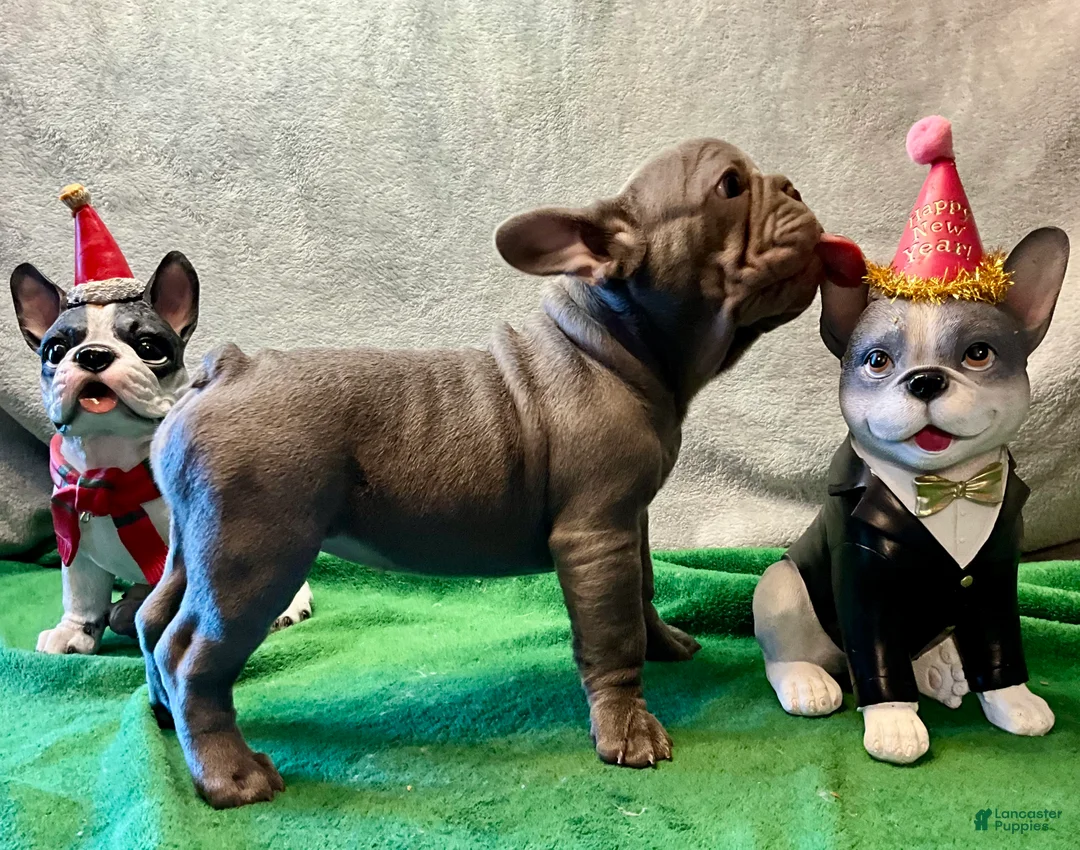 French Bulldog dogs for sale: River  - Ad 4