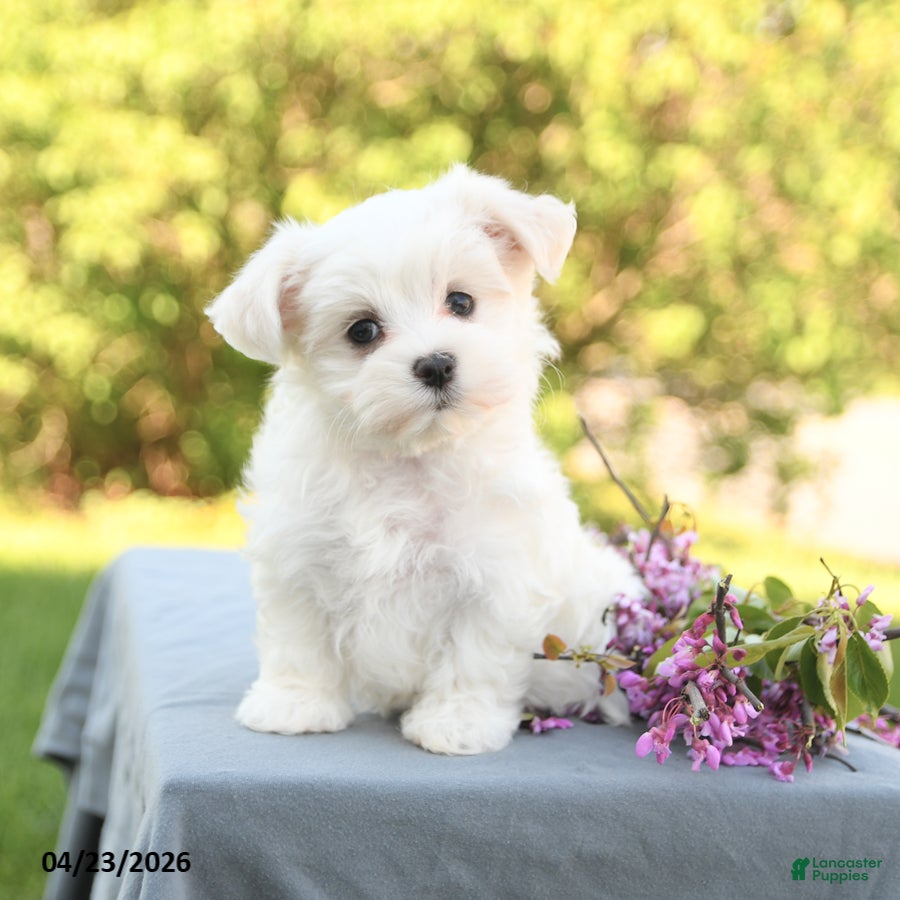 Maltese dogs Lulu - Ad 1