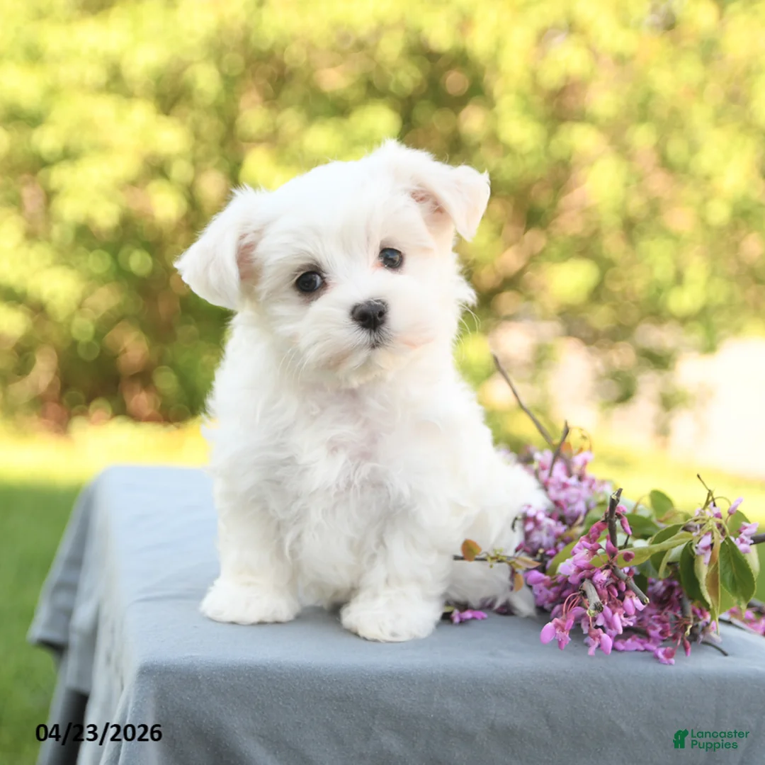 Maltese dogs for sale: Lulu - Ad 1