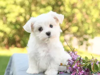 Maltese dogs for sale: Lulu - Ad 3